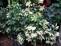 Variegated Dwarf Schefflera